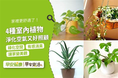 浴室除臭植物|天然空氣清淨機！4種室內植物淨化空氣又好照顧，浴。